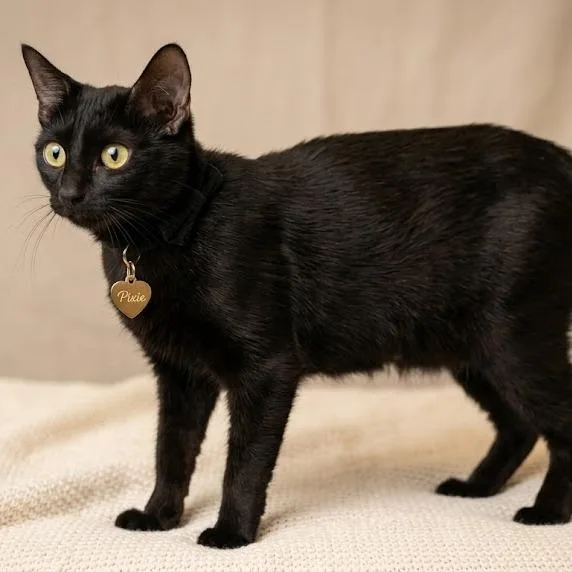 An adult medium-sized female Black Domestic Short Hair cat named Pixie for adoption in Hannibal, MO
