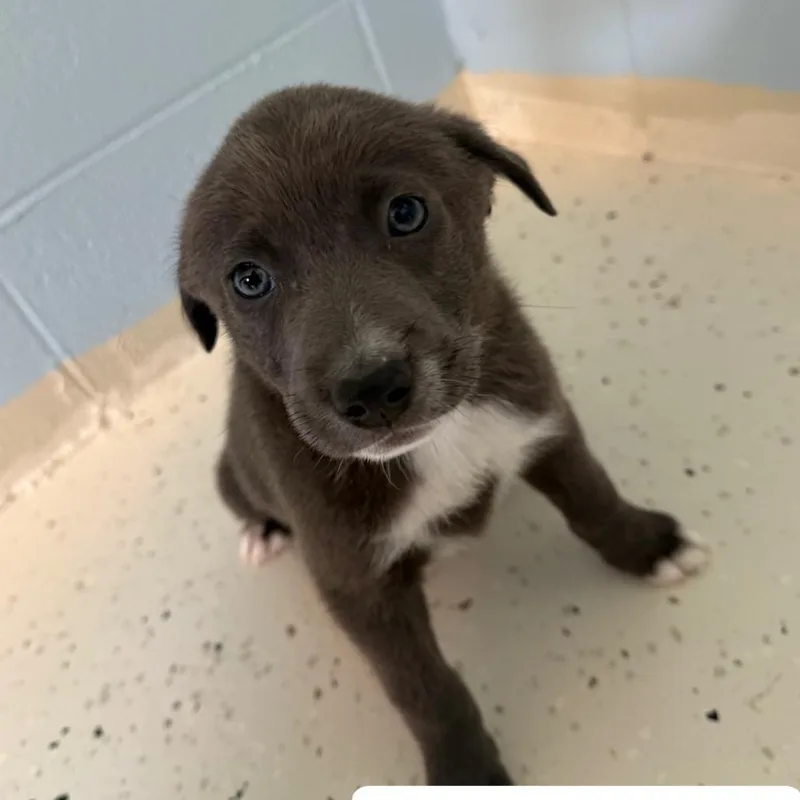 A baby small-sized male Gray / Blue / Silver Mixed Breed dog named Hoss for adoption in LOXAHATCHEE, FL