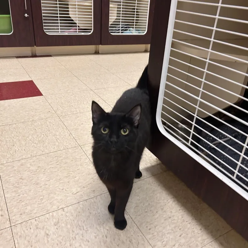 An adult medium-sized female Black Domestic Short Hair cat named Confetti for adoption in Waynesboro, PA