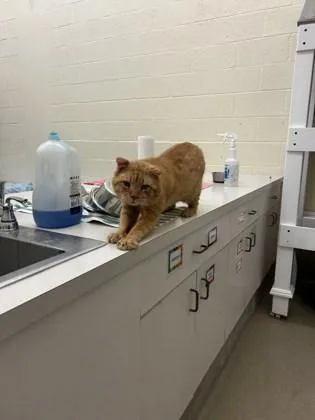 An adult medium-sized male Domestic Short Hair cat named Caleb for adoption in Vero Beach, FL