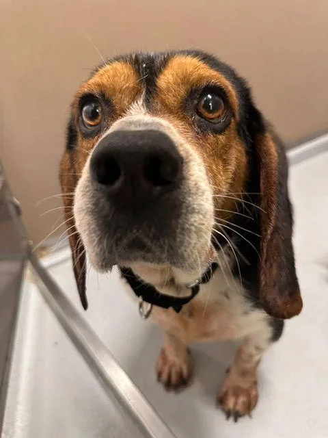 An adult medium-sized male Beagle dog named Noah for adoption in Carneys Point, NJ