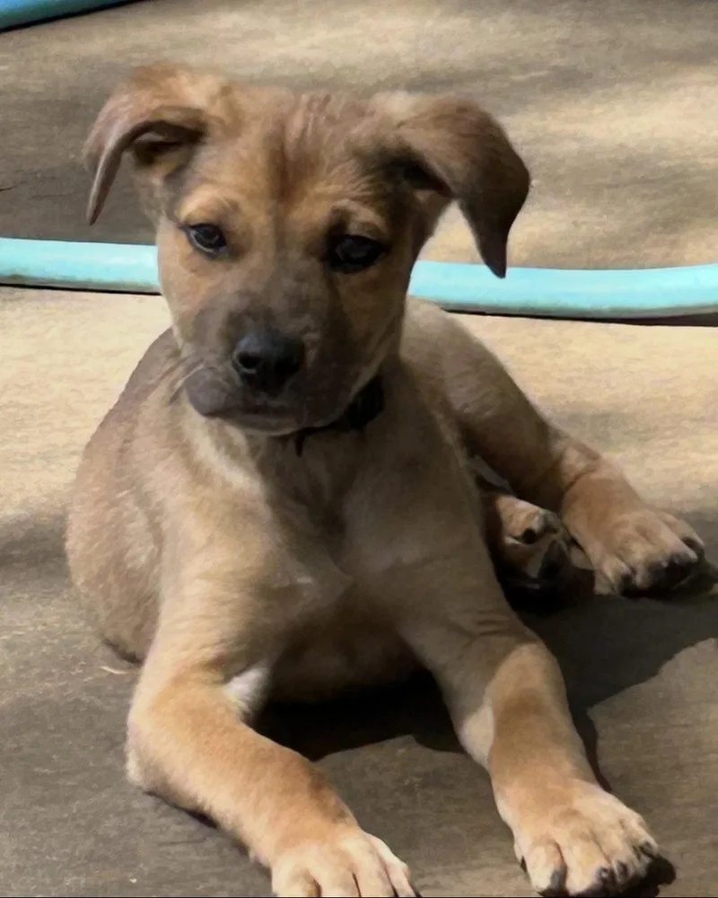 Charlie Lonestar thumbnail 2