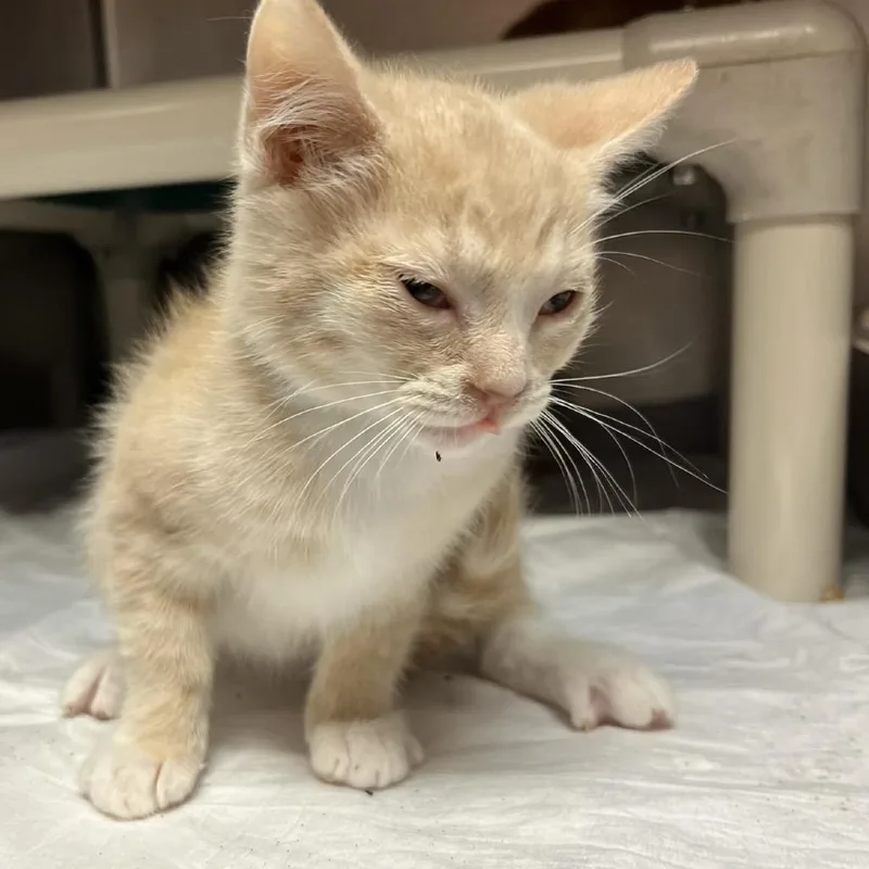 A baby small-sized male Buff / Tan / Fawn Domestic Short Hair cat named Jude for adoption in Hamilton, GA