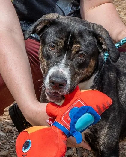 A young large-sized female Mixed Breed dog named Hildi for adoption in Chamblee, GA