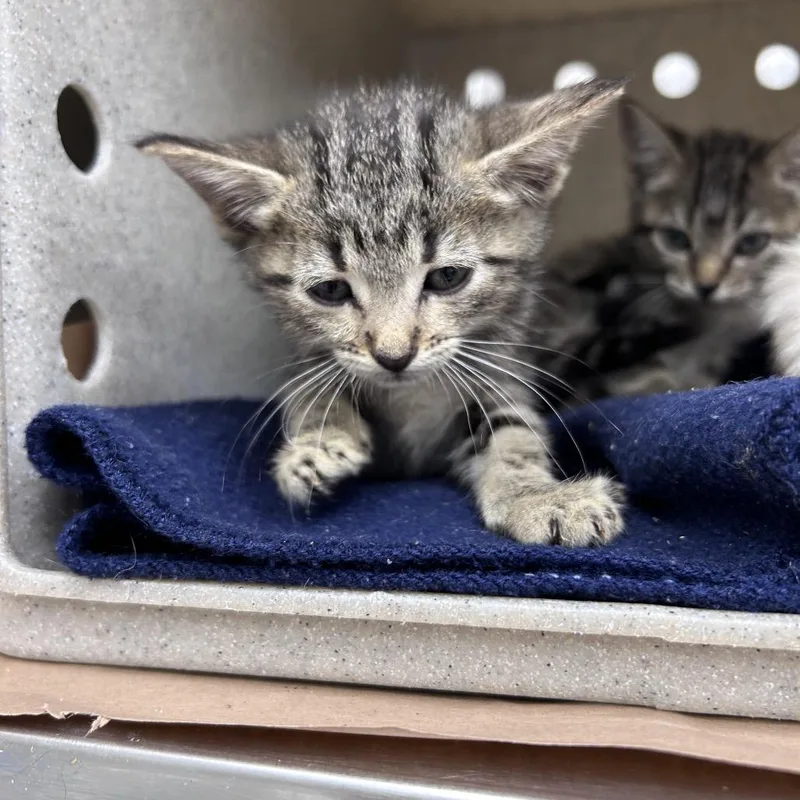 A baby small-sized female Brown / Chocolate Domestic Short Hair cat named Lilli for adoption in Bastrop, TX