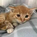 Pina Colada thumbnail 2