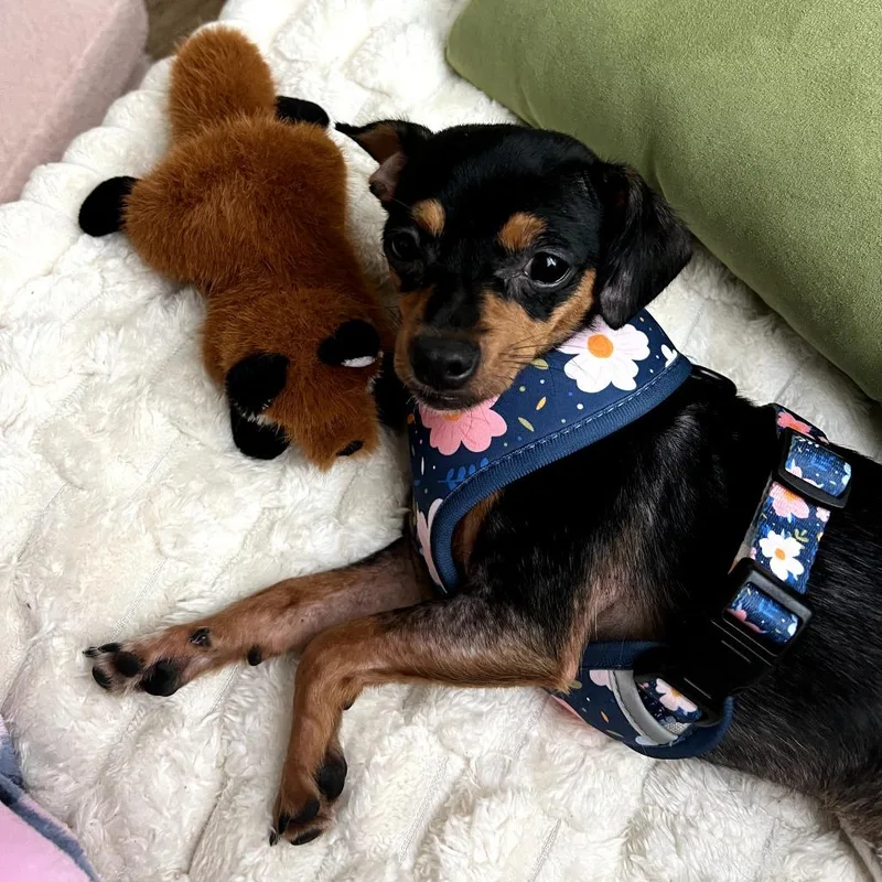 A young small-sized female Black Chihuahua dog named Pumpkin for adoption in New Orleans, LA