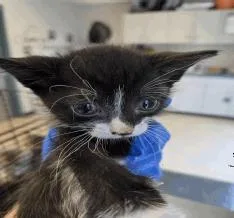 A baby small-sized male Black & White / Tuxedo Domestic Short Hair cat named Mappi for adoption in Ruskin, FL