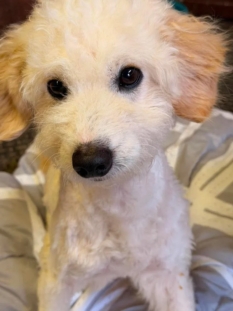 A young small-sized male White / Cream Bichon Frise dog named Thor for adoption in Cortez, CO