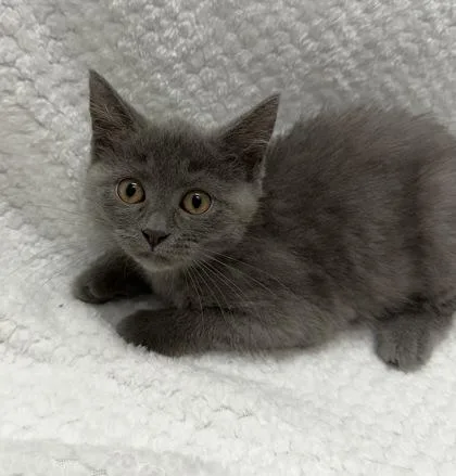 A baby medium-sized female Gray / Blue / Silver Domestic Short Hair cat named Lorelei for adoption in Tinley Park, IL