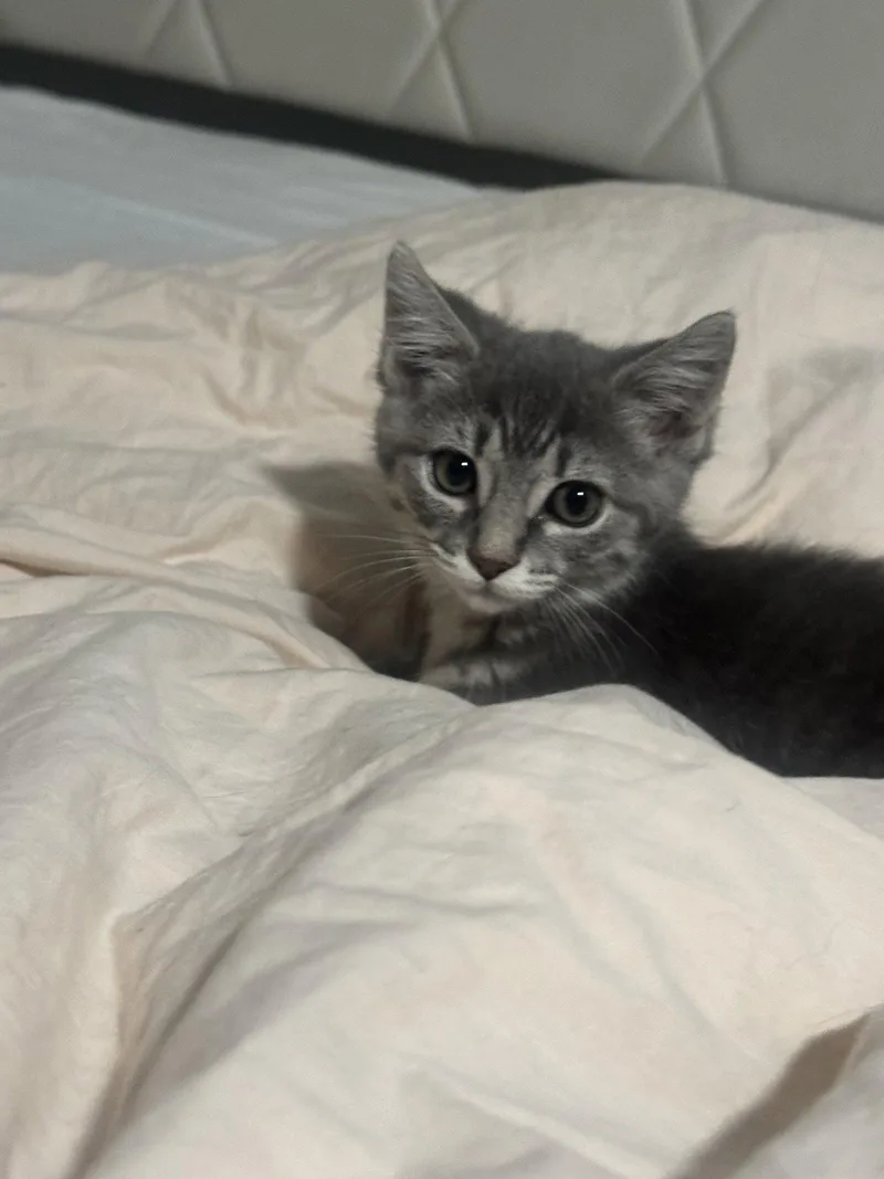 A baby small-sized female Domestic Short Hair cat named Mousse for adoption in Arlington, TX