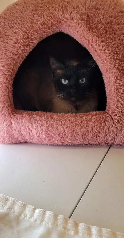 Cat Cafe Dolly thumbnail 3