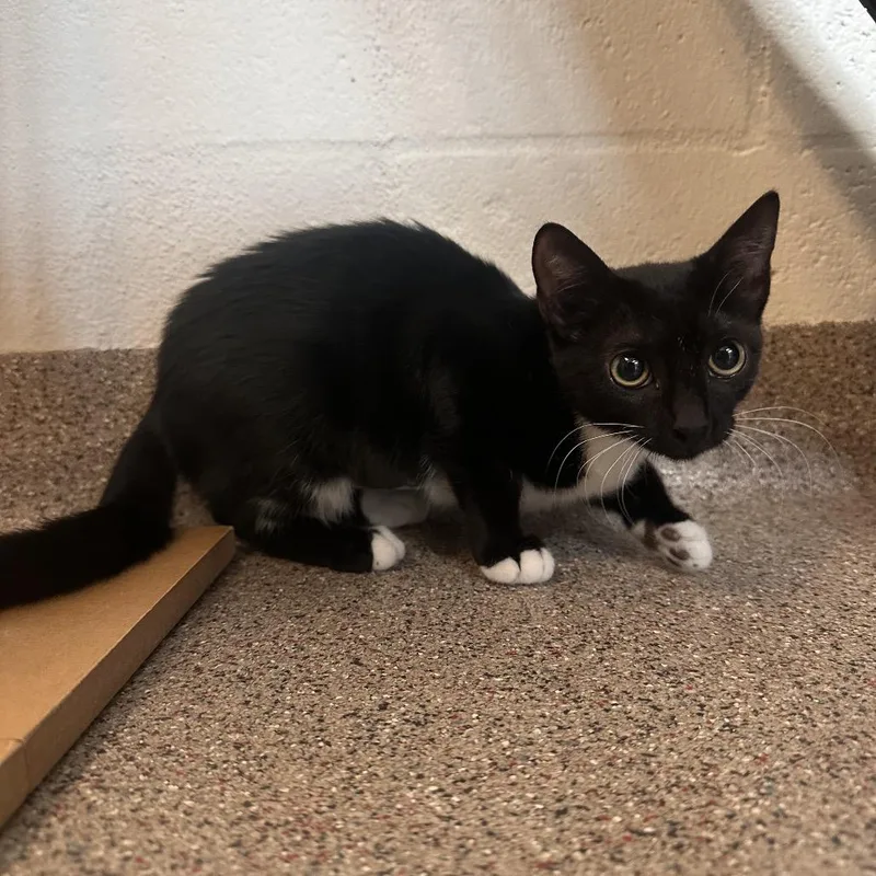 A baby small-sized female Black Domestic Short Hair cat named Bridget for adoption in Sarasota, FL