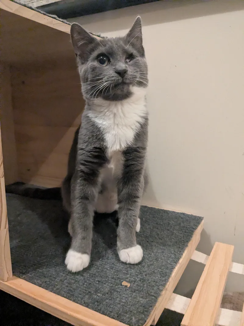 A baby small-sized female Gray & White Domestic Short Hair cat named Mary for adoption in Newburgh, NY