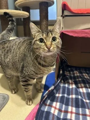 An adult medium-sized female Domestic Short Hair cat named Jupiter for adoption in Quakertown, PA
