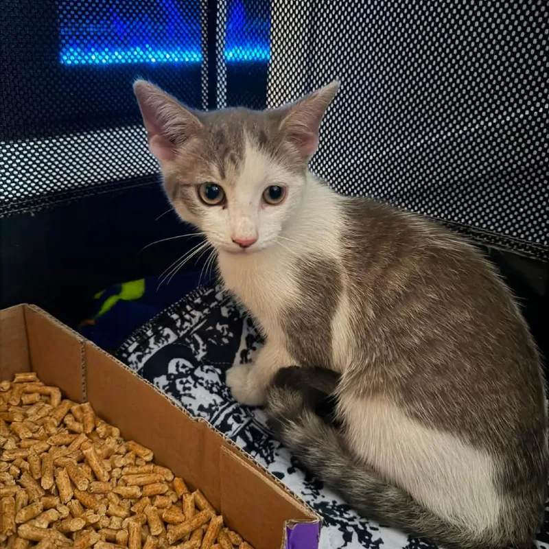 A baby small-sized male Gray / Blue / Silver Domestic Short Hair cat named Ford Superduty for adoption in Port Richey, FL