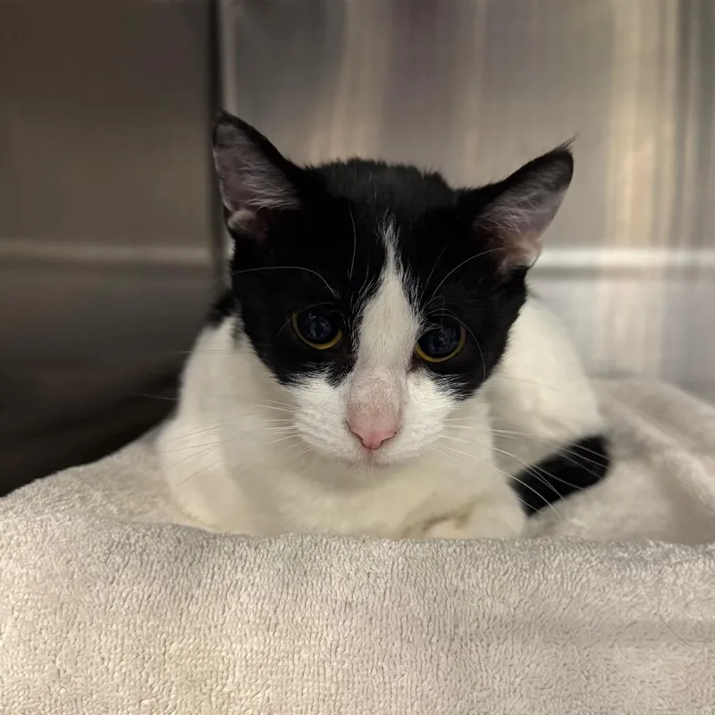 An adult medium-sized female Black Domestic Short Hair cat named Veggie Burger for adoption in West Olive, MI