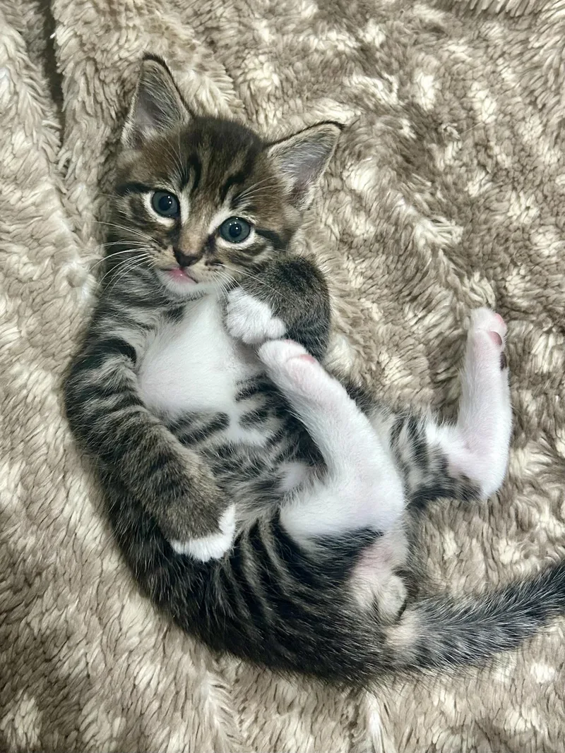 A baby small-sized male Domestic Short Hair cat named Dumpling for adoption in Houston, TX