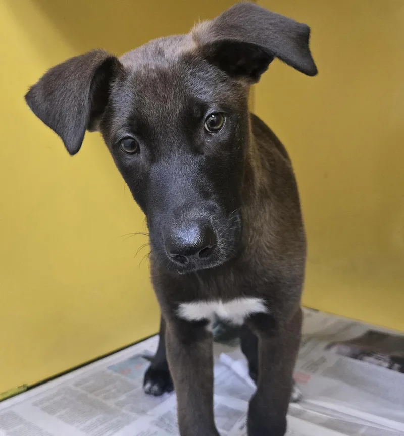 A baby small-sized male Mixed Breed dog named Cookie Dough for adoption in Los Angeles, CA