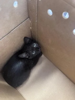 A baby small-sized female Domestic Short Hair cat named Toy Corvette for adoption in West Chester, PA