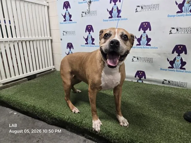 An adult large-sized female Pit Bull Terrier dog named Kaylie for adoption in Orlando, FL