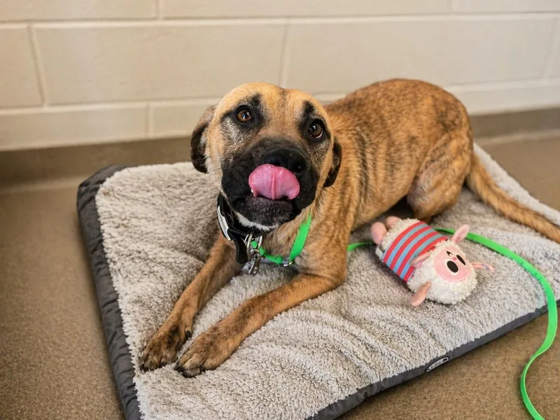 A young large-sized male Mixed Breed dog named Spinx for adoption in Rome, GA