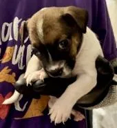 A baby small-sized female Mixed Breed dog named Orzo for adoption in Lawrenceville, GA