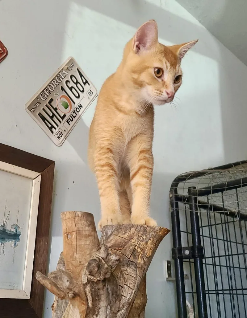 A baby medium-sized male Orange / Red Abyssinian cat named Tango and Mango for adoption in Mission Viejo, CA