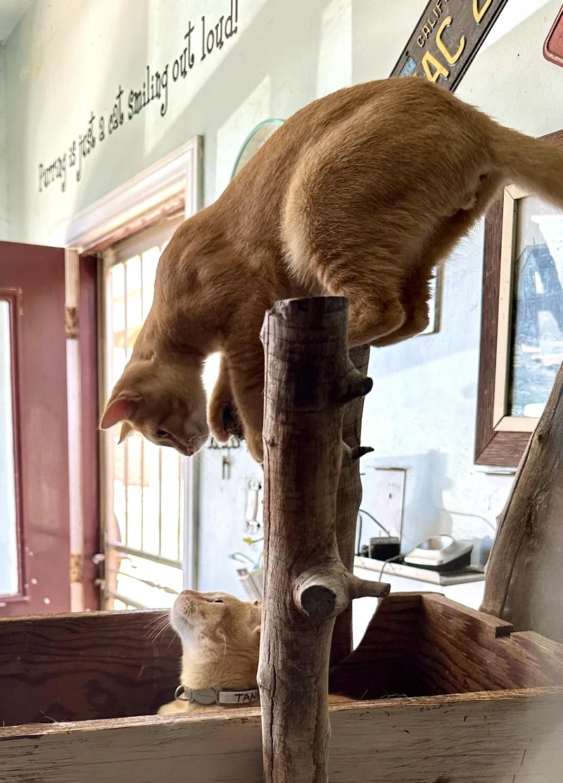 Tango and Mango thumbnail 3