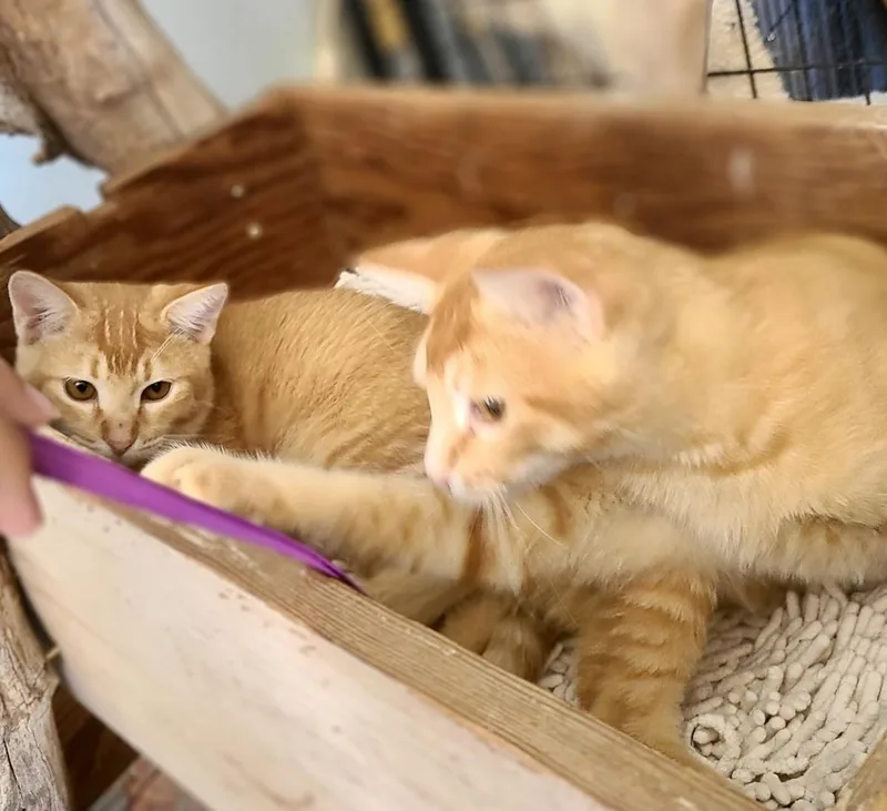 Tango and Mango thumbnail 5