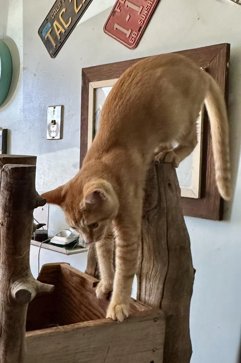 Tango and Mango thumbnail 6