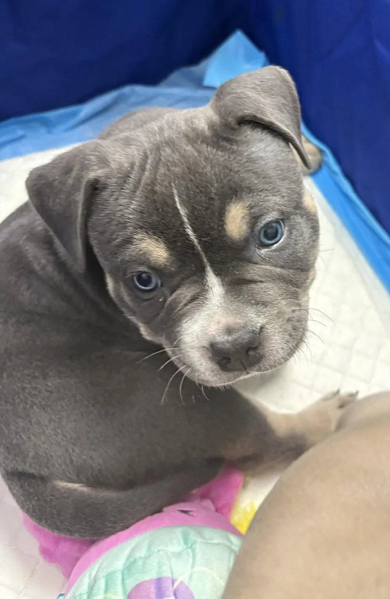 A baby medium-sized male Pit Bull Terrier dog named Gv Litter Stark for adoption in Livonia, MI