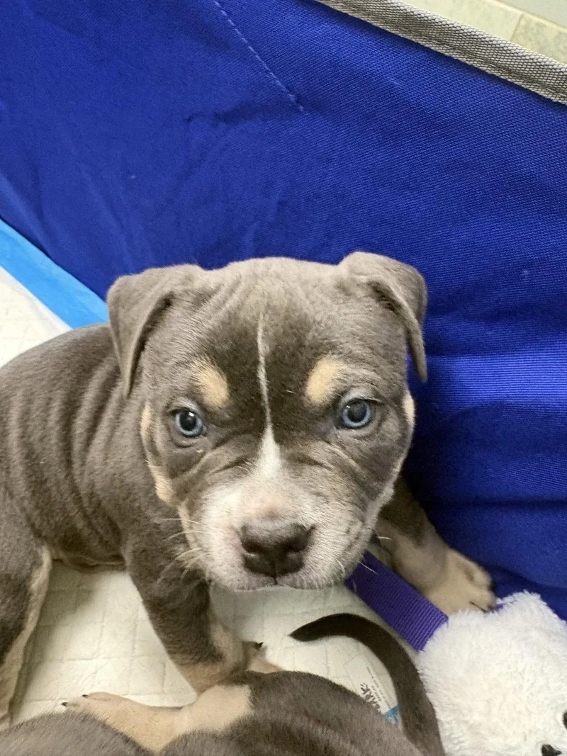 Gv Litter Stark thumbnail 3