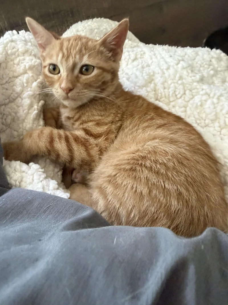 A baby small-sized female Domestic Short Hair cat named Mango for adoption in Rio Linda, CA
