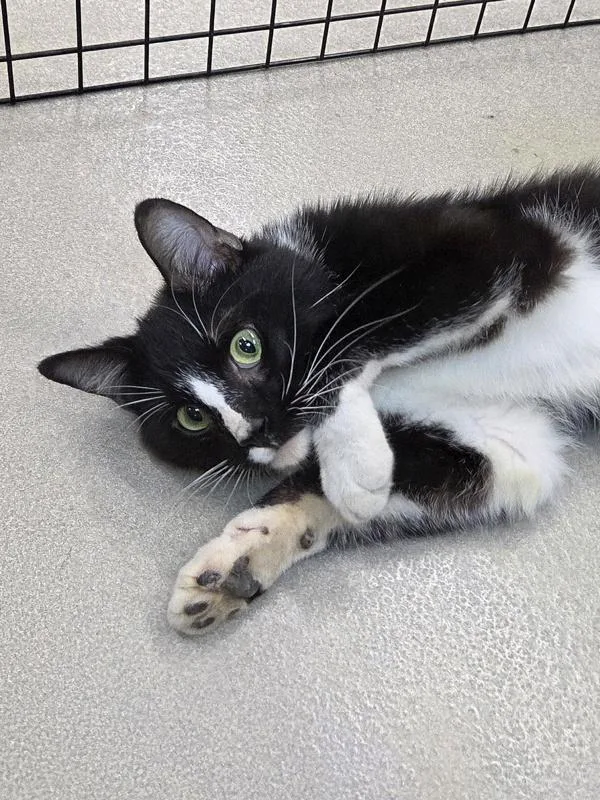 An adult small-sized male Domestic Short Hair cat named Howl for adoption in Millersville, MD