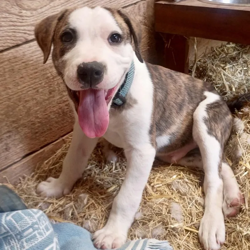 Meet Clint: Handsome Boy