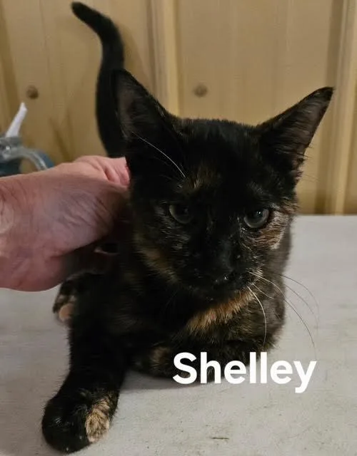 A baby medium-sized female Domestic Short Hair cat named Shelley for adoption in Zimmerman, MN