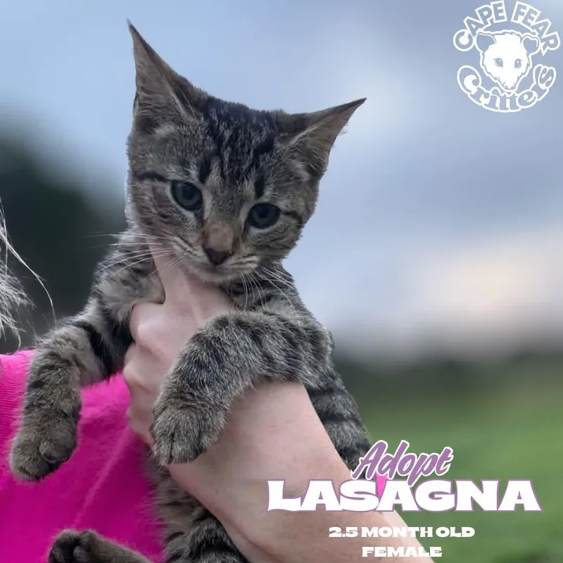 A baby small-sized female Tabby (Buff / Tan / Fawn) Domestic Short Hair cat named Lasagna for adoption in Wilmington, NC