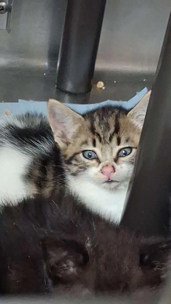 A baby medium-sized female Domestic Short Hair cat named Banana Pudding for adoption in Burnsville, NC