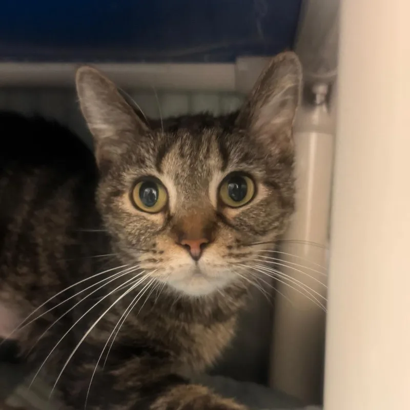 An adult medium-sized female Black Domestic Short Hair cat named Delphinia for adoption in York, PA