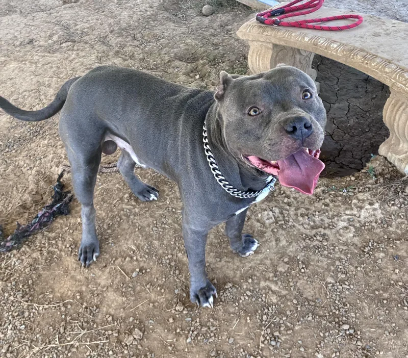 A young large-sized male Pit Bull Terrier dog named Tupac for adoption in Senatobia, MS
