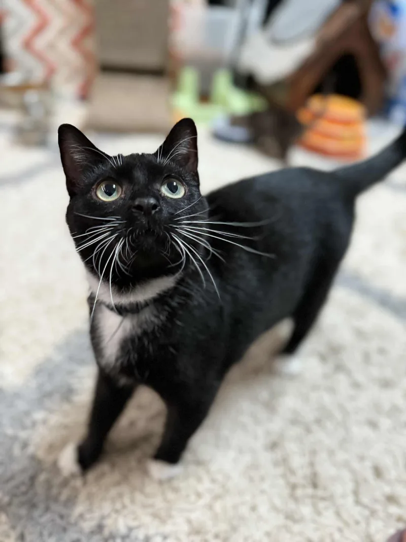 Princess thumbnail 2