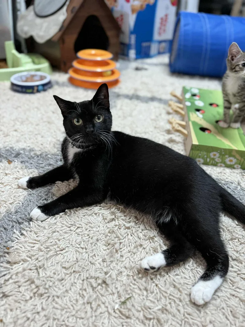 Princess thumbnail 3