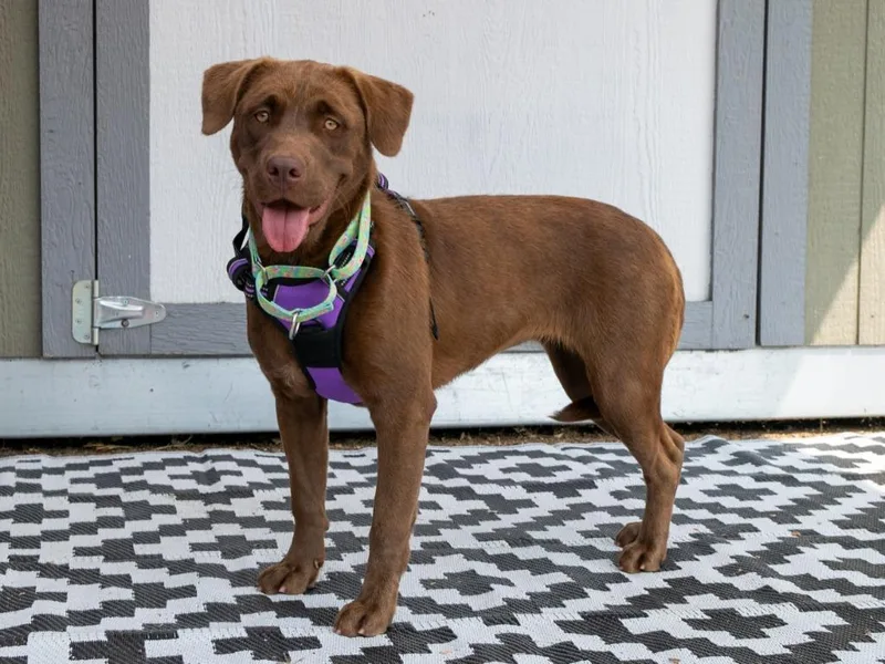 A baby medium-sized female Mixed Breed dog named Latte for adoption in Savage, MN