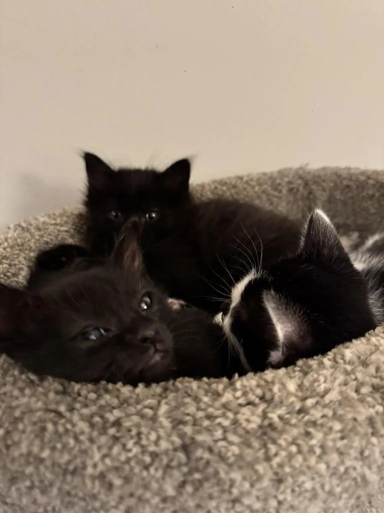 A baby medium-sized female Black Domestic Short Hair cat named Europa for adoption in Stockbridge, GA