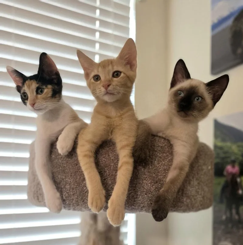 A baby small-sized male Siamese cat named Jazz for adoption in Austin, TX