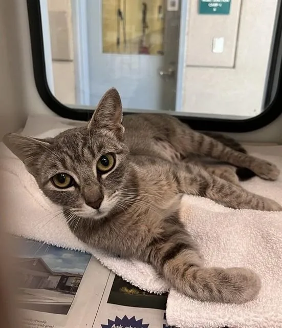 A young medium-sized female Domestic Short Hair cat named Violet for adoption in San Jose, CA