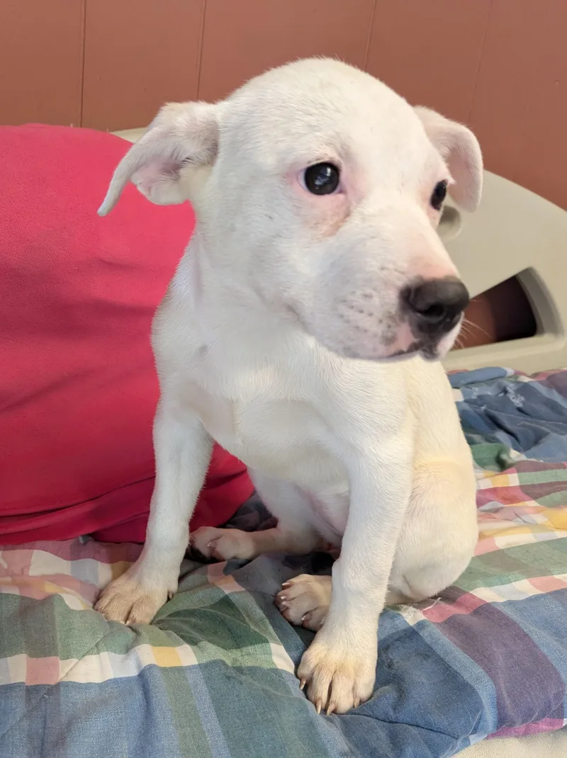 A baby medium-sized female Black Labrador Retriever dog named Ebony & Ivory for adoption in Lebanon, TN