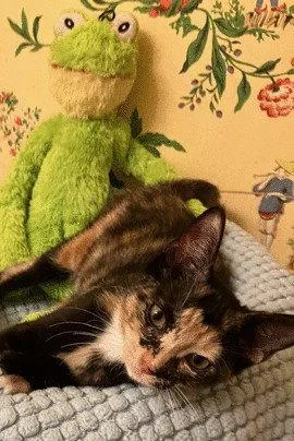 A baby small-sized female Tortoiseshell cat named Channing C Ingram for adoption in Saunderstown, RI