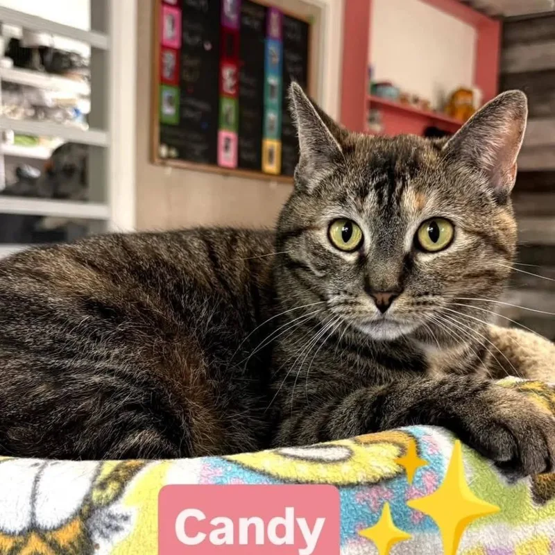 An adult medium-sized female Brown / Chocolate Domestic Short Hair cat named Candy for adoption in Pittsburgh, PA